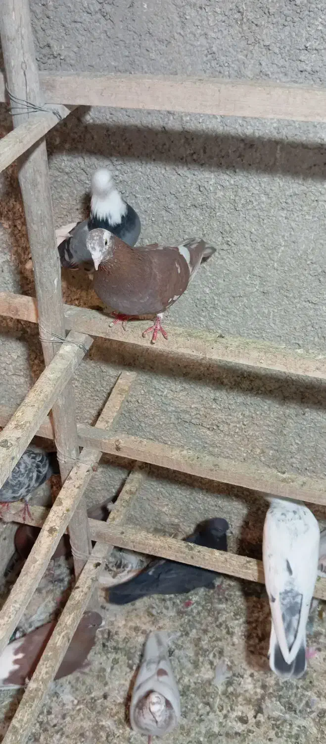 کبوتر|پرنده|قرچک, محمد آباد|دیوار