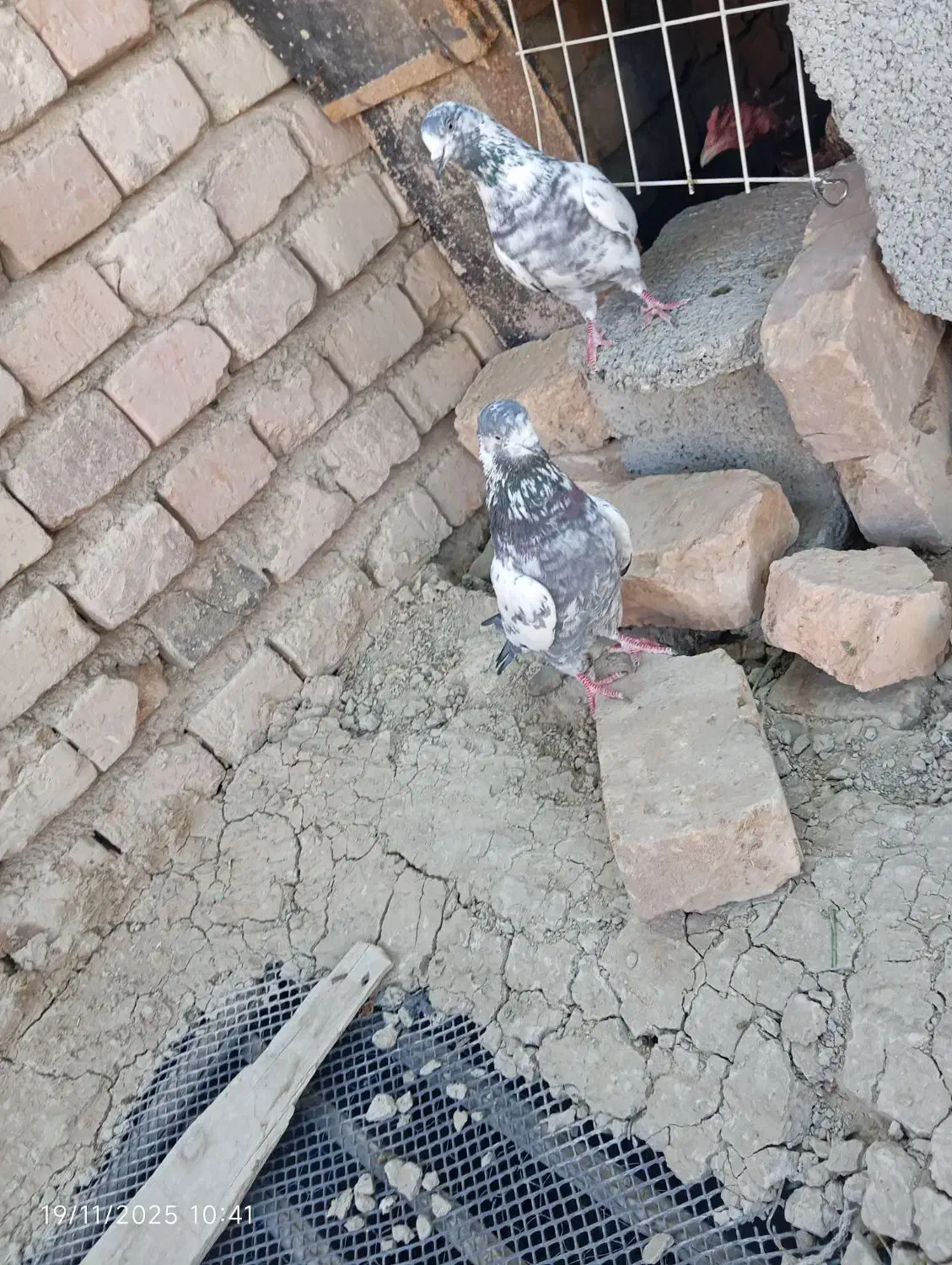 کبوتر|پرنده|ایرانشهر, |دیوار