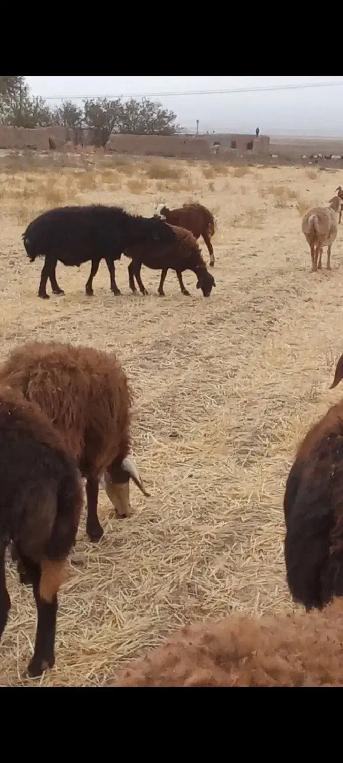 به ددلیل وضعیت مالی وگرنه کسی عشق شو نمیفروشه|حیوانات مزرعه|تربت جام, جامرود|دیوار