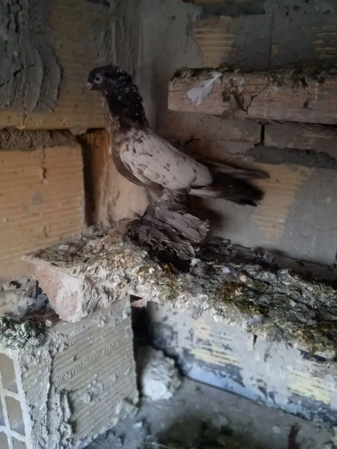 کبوتر|پرنده|باسمنج, |دیوار