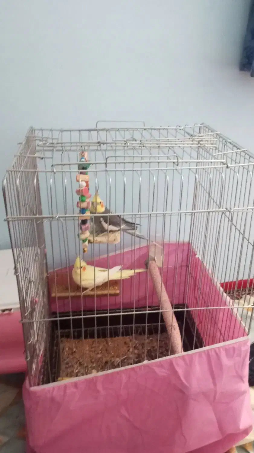 عروس هلندی جفتی و تکی|پرنده|لوندویل, |دیوار