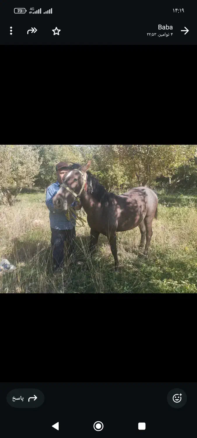 اسب مادیان سرو دم گیر|اسب و تجهیزات اسبسواری|سپیدان, |دیوار