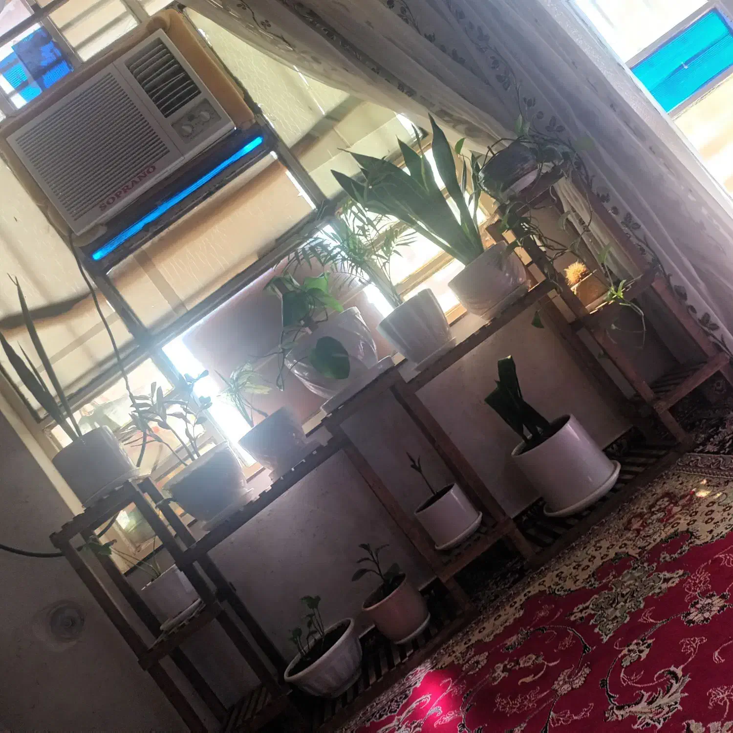 استندگل|گل و گیاه طبیعی|اهواز, پردیس|دیوار