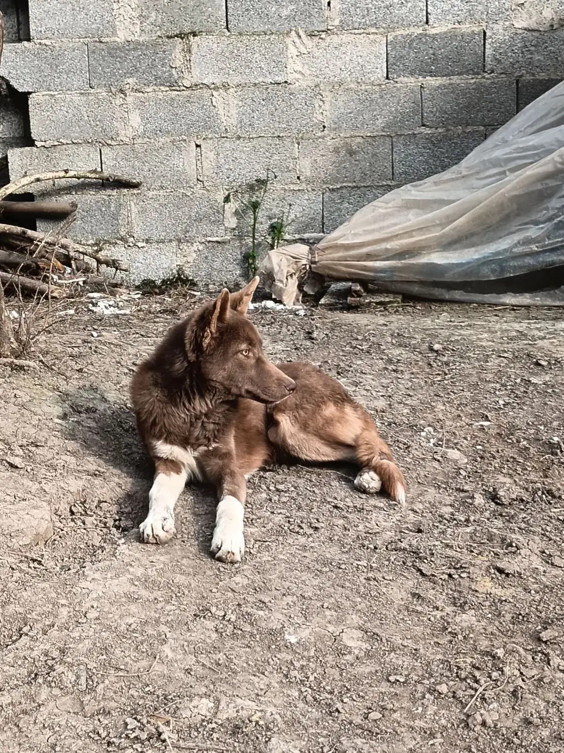 سگ آلابای|سگ|رشت, لاکان|دیوار