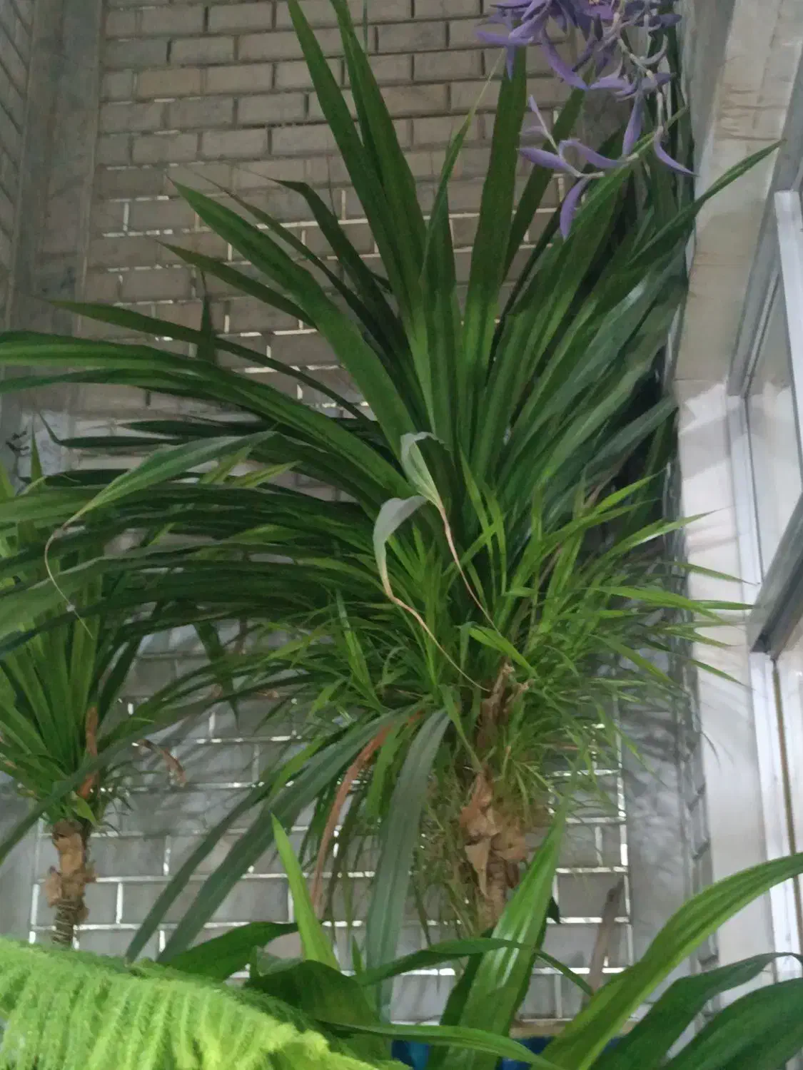 گل پاندانوس|گل و گیاه طبیعی|شاهینشهر, دهخدا|دیوار