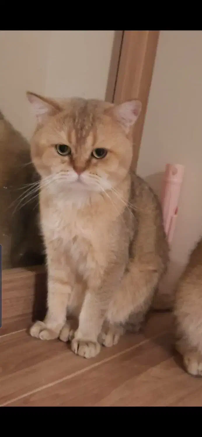 گربه گلد و سیلور نر جهت جفت گیری|گربه|تبریز, |دیوار