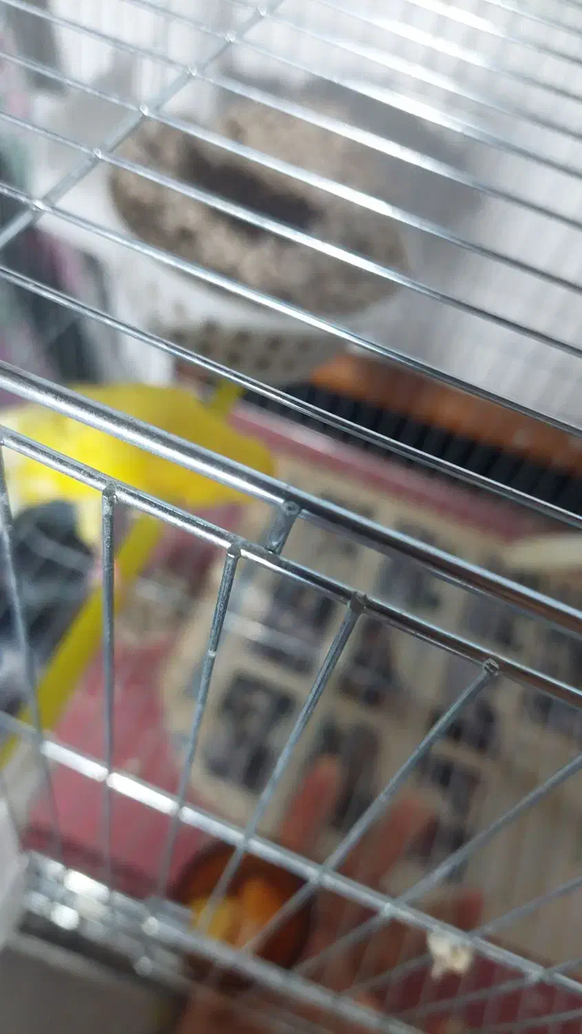 قناری رسمی بلند ورسمی|پرنده|نوشهر, |دیوار