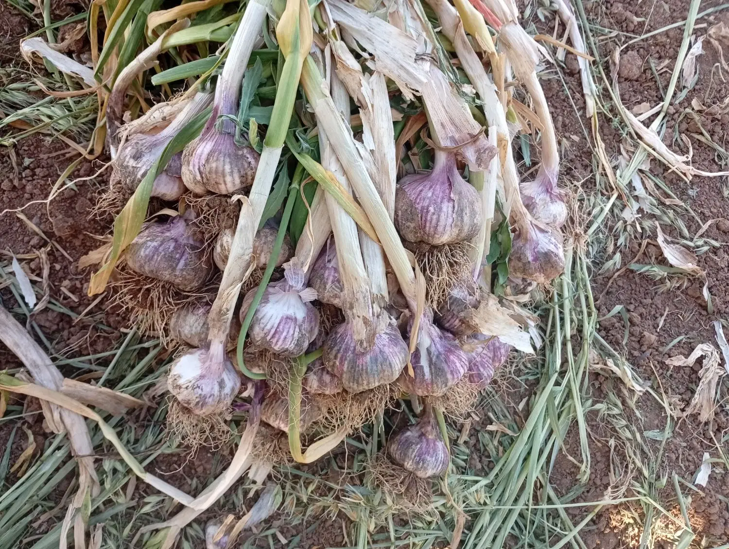 سیر|خوردنی و آشامیدنی|پیرانشهر, |دیوار
