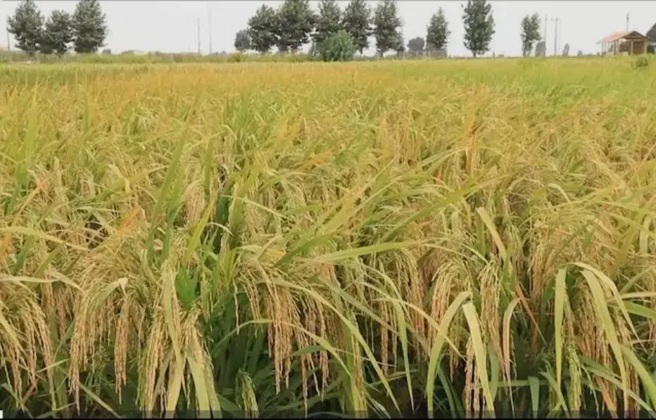 برنج محلی کاشت امسال|خوردنی و آشامیدنی|نهاوند, |دیوار