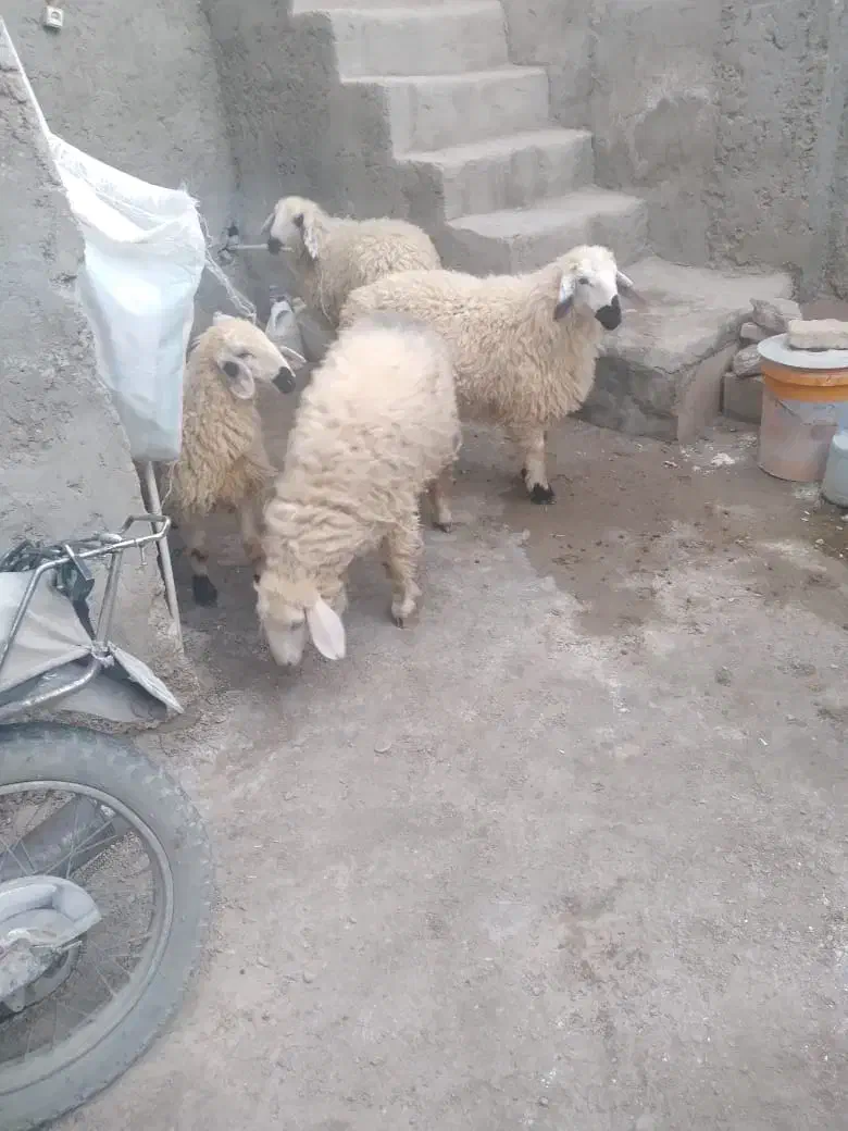 چهار تا بره ماده چاق و چله خوشگل|حیوانات مزرعه|زاهدان, |دیوار