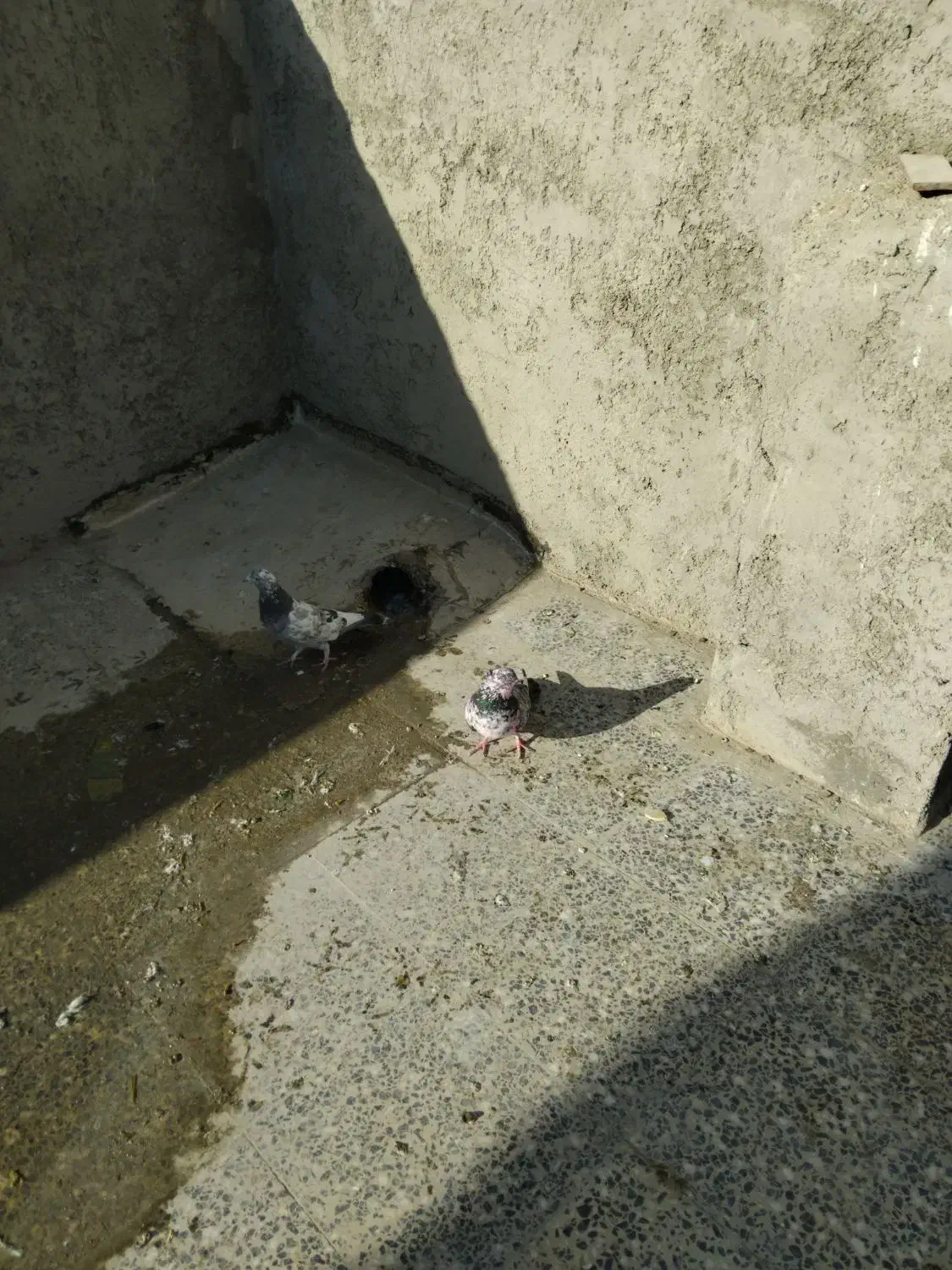 سوسکی|پرنده|پیر بکران, |دیوار