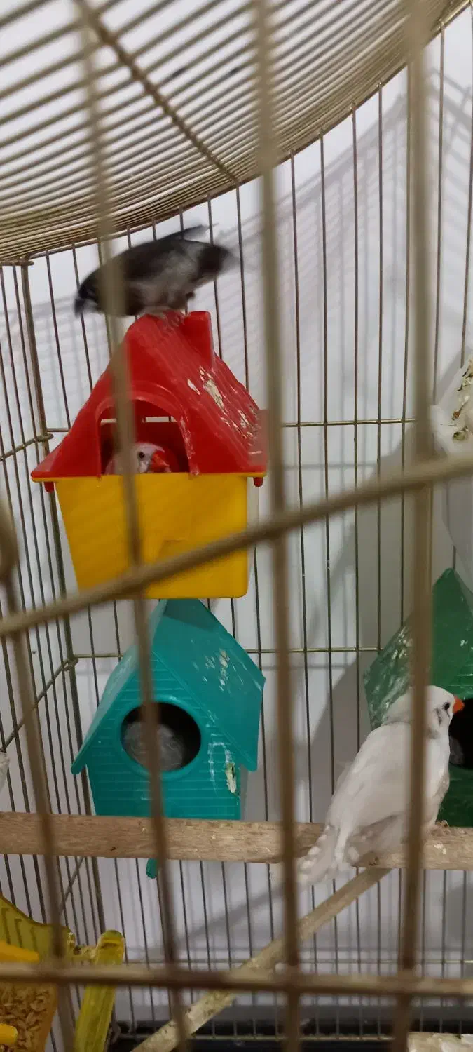 فنچ|پرنده|میانه, |دیوار