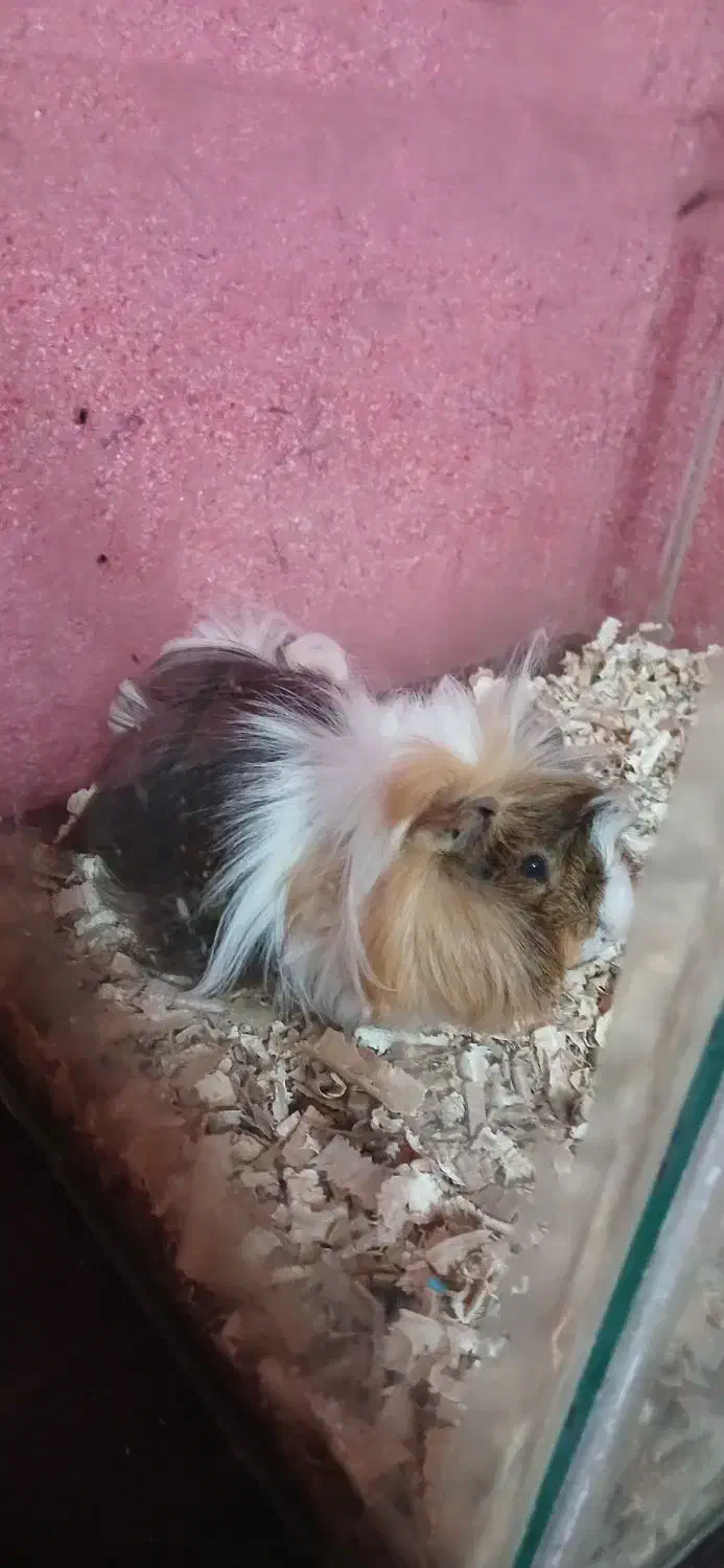 خوکچه هندی|موش و خرگوش|رشت, کوی مهر|دیوار