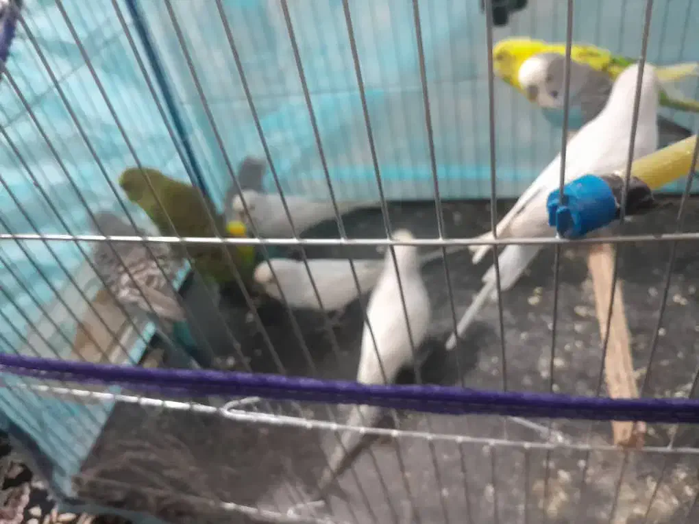 مرغ عشق|پرنده|قلعه قاضی, |دیوار