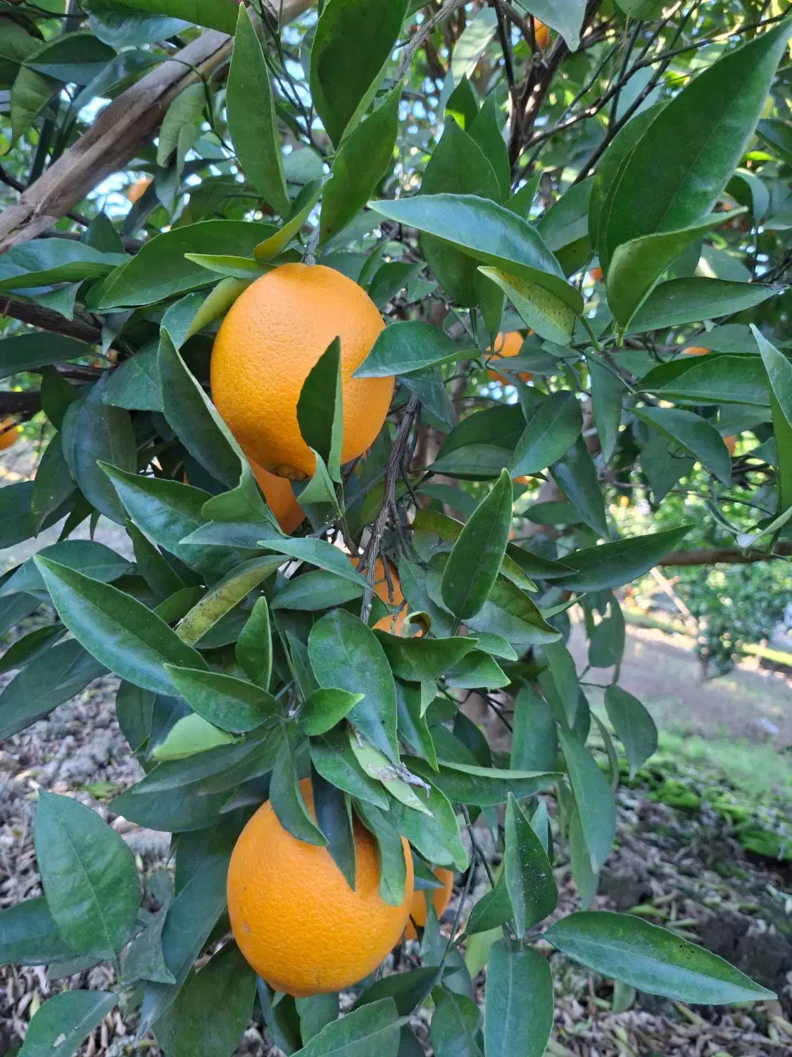 پرتغال تامسون سر باغ برگ چین|عمده‌فروشی|بهنمیر, |دیوار