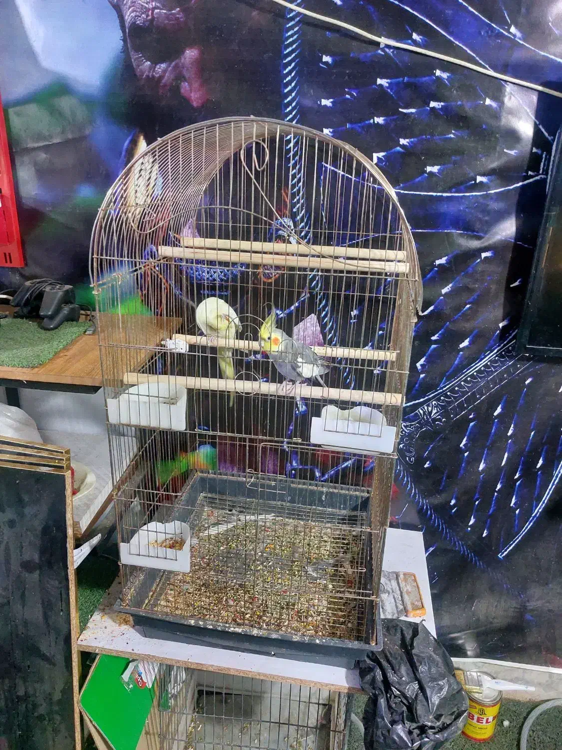 عروس هلندی|پرنده|تهران, جوادیه تهرانپارس|دیوار