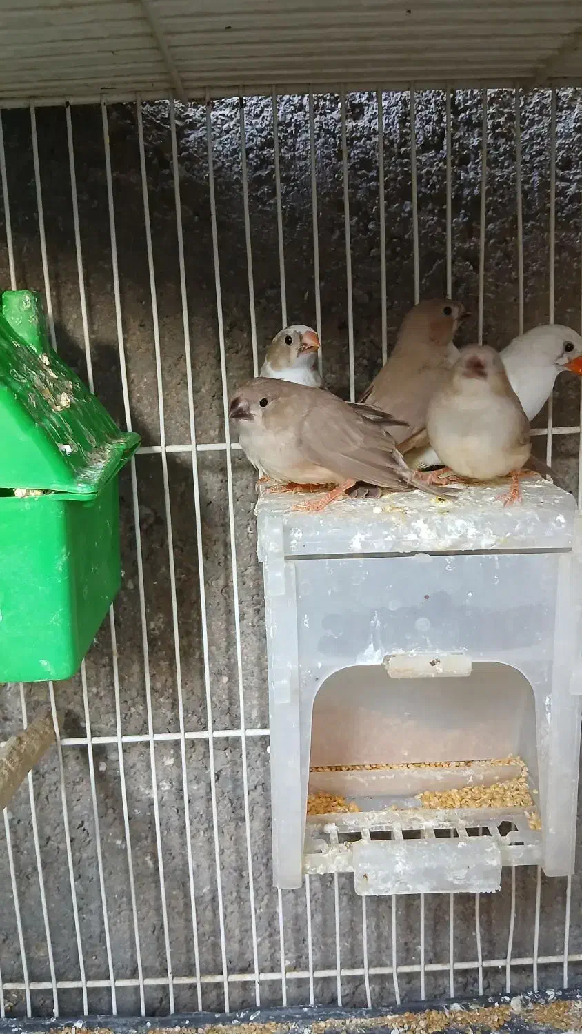 تعدادی فنچ بالغ وجوجه فروشی|پرنده|فردوس (خراسان), |دیوار