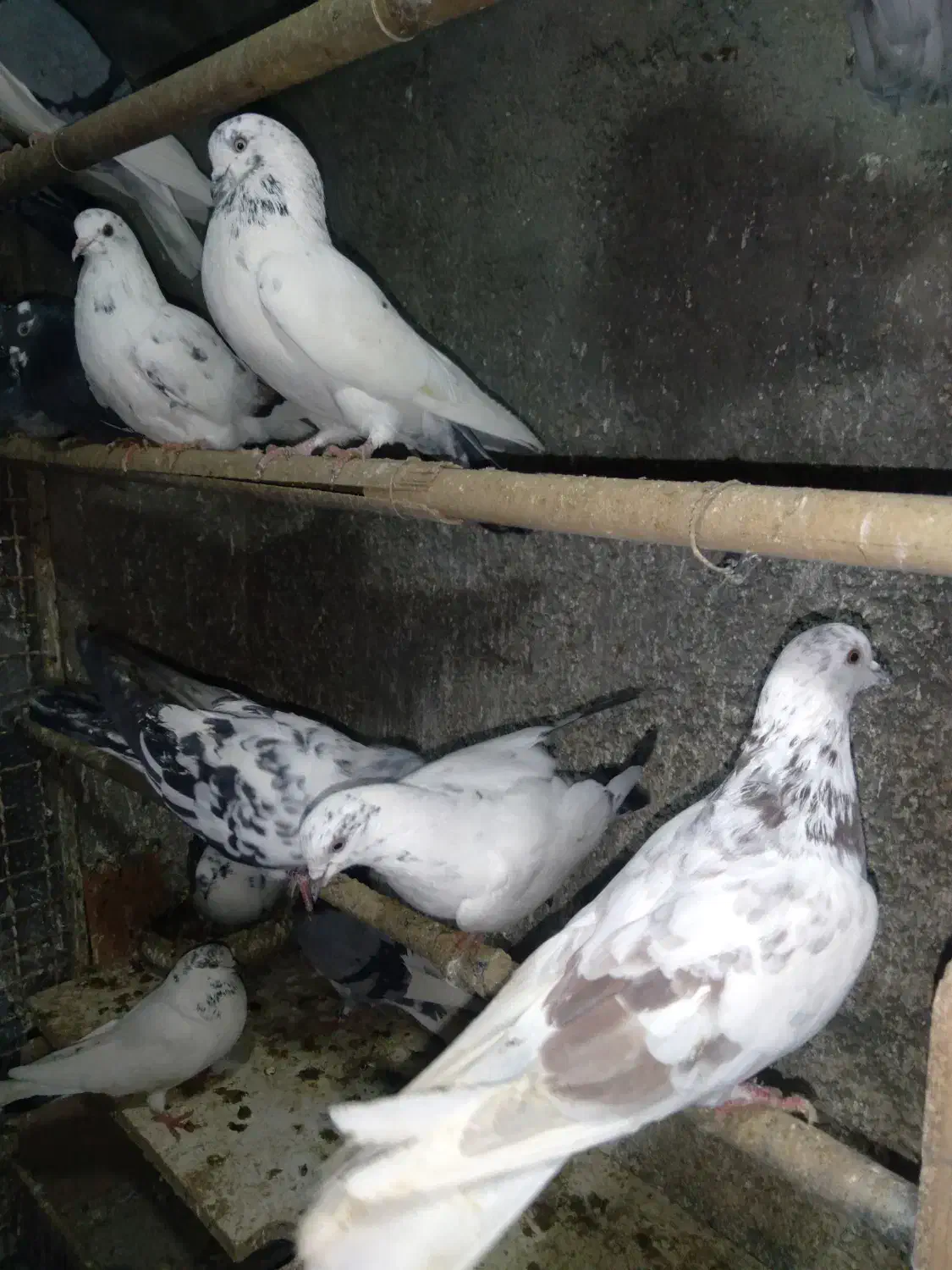 کفتر تهرانی پرشی|پرنده|هشتگرد, شهرک بعثت|دیوار