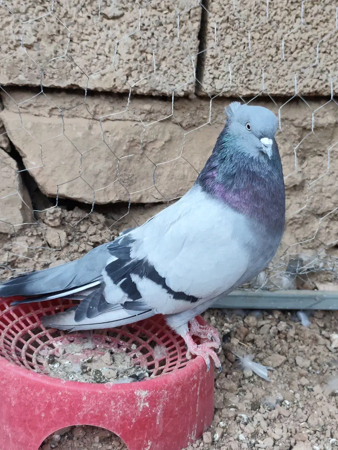 نر سبز صدادار نسل قدیم عطیقه|پرنده|مسجد سلیمان, |دیوار