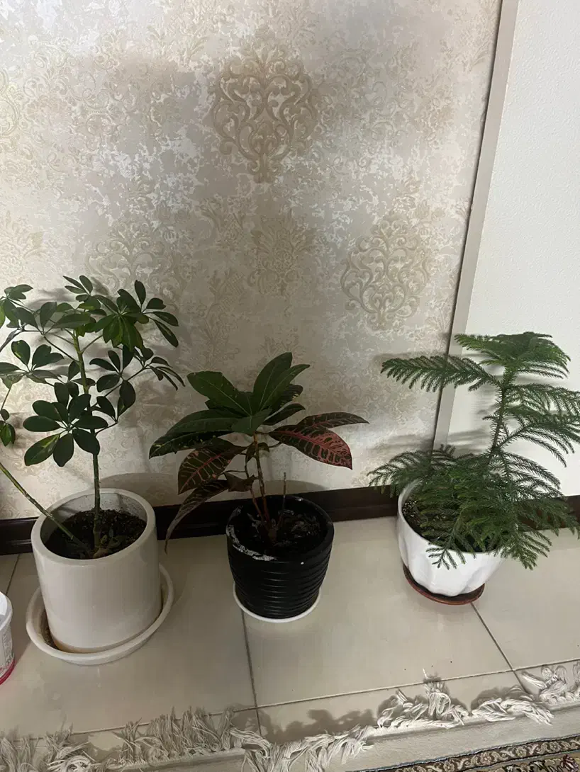 گل و گلخانه|گل و گیاه طبیعی|اصفهان, پروین|دیوار