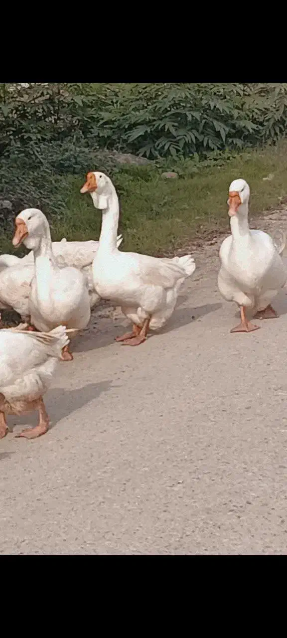 فروش غاز نرمیکس خالماگور لیندا|حیوانات مزرعه|سورک, |دیوار