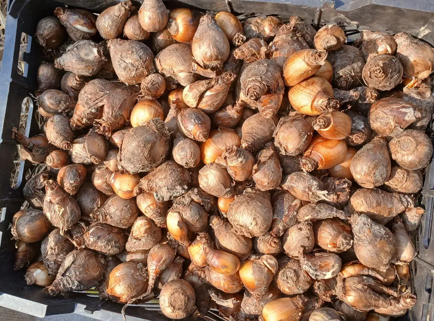 پیاز گل نرگس نوع شهلا|گل و گیاه طبیعی|کوهی‌خیل, |دیوار