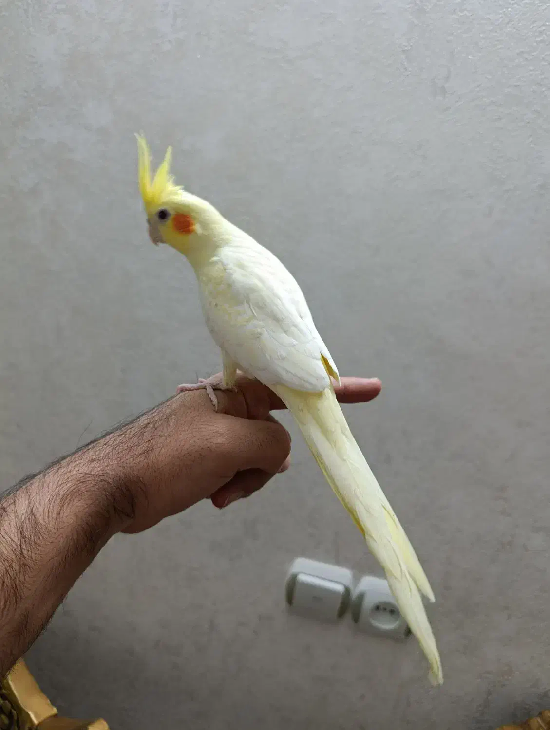 عروس هلندی سخنگو|پرنده|اردبیل, |دیوار