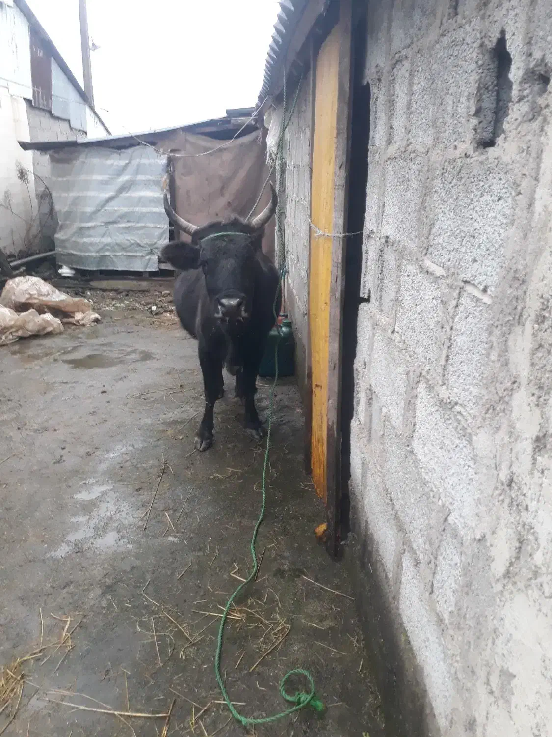 گاوچالوسی|حیوانات مزرعه|پیربازار, |دیوار