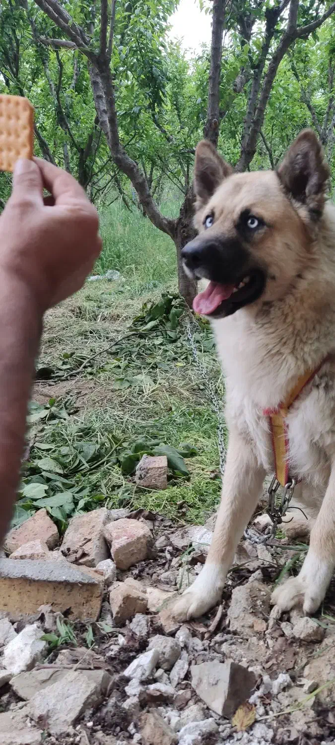 سگ گم شده|حیوانات|ارومیه, |دیوار