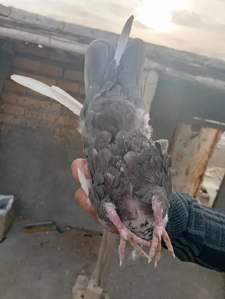 دمبی ماده|پرنده|مرودشت, استادیوم‎|دیوار