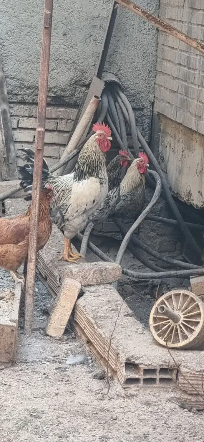 خروس|حیوانات مزرعه|رباطکریم, شهرک صنعتی نصیرآباد|دیوار