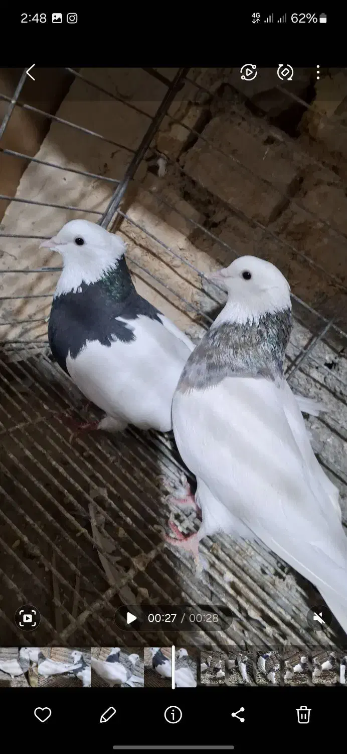 کفتر طوقی سرور (حراج)|پرنده|تفت, |دیوار