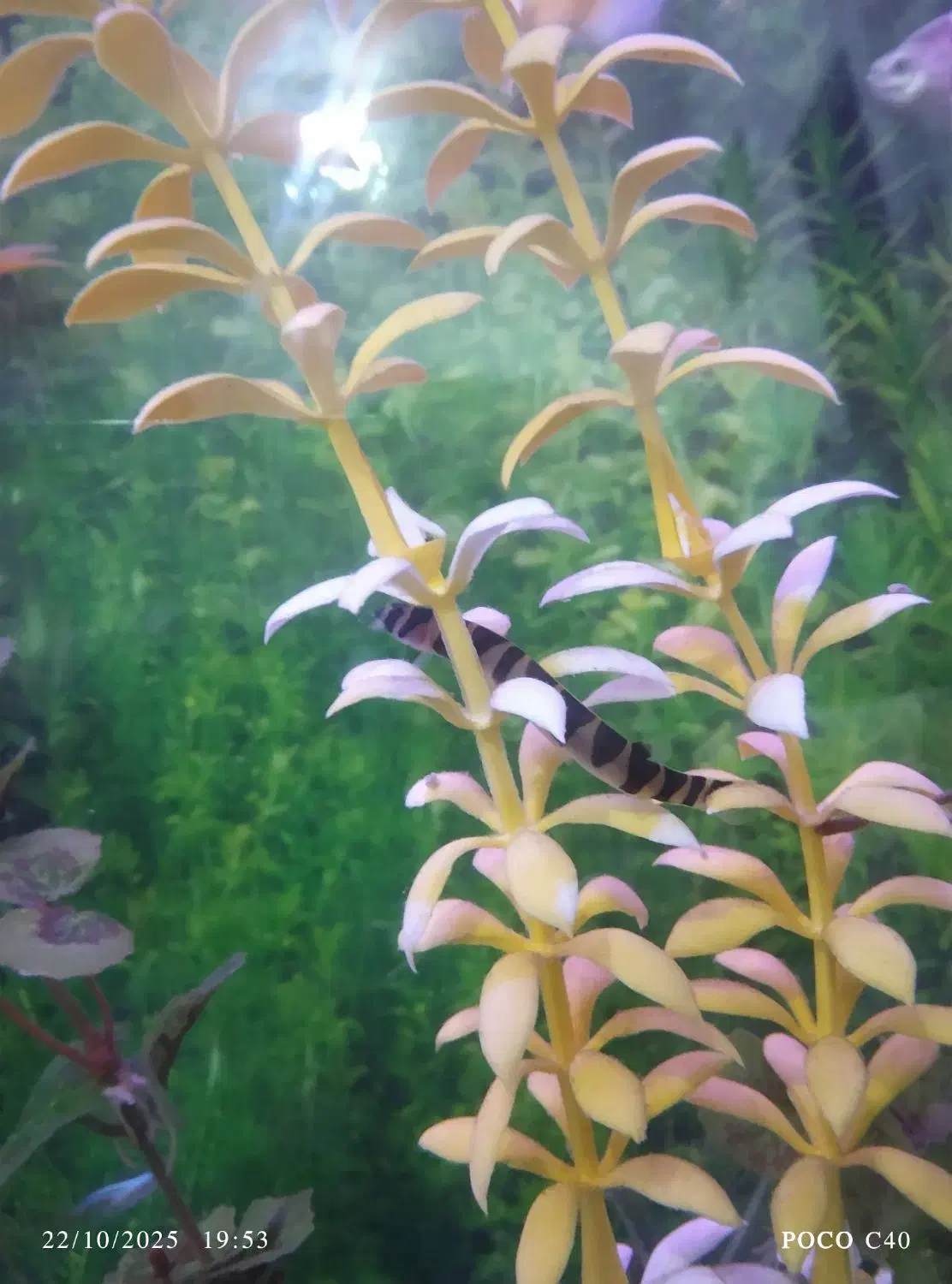 ماهی لوچ نیم نوار گیاهخوار|ماهی|مشگین شهر, |دیوار