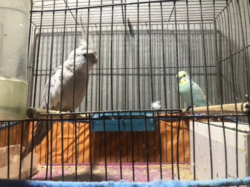 فروش پرنده زینتی|پرنده|بندر کنگان, |دیوار