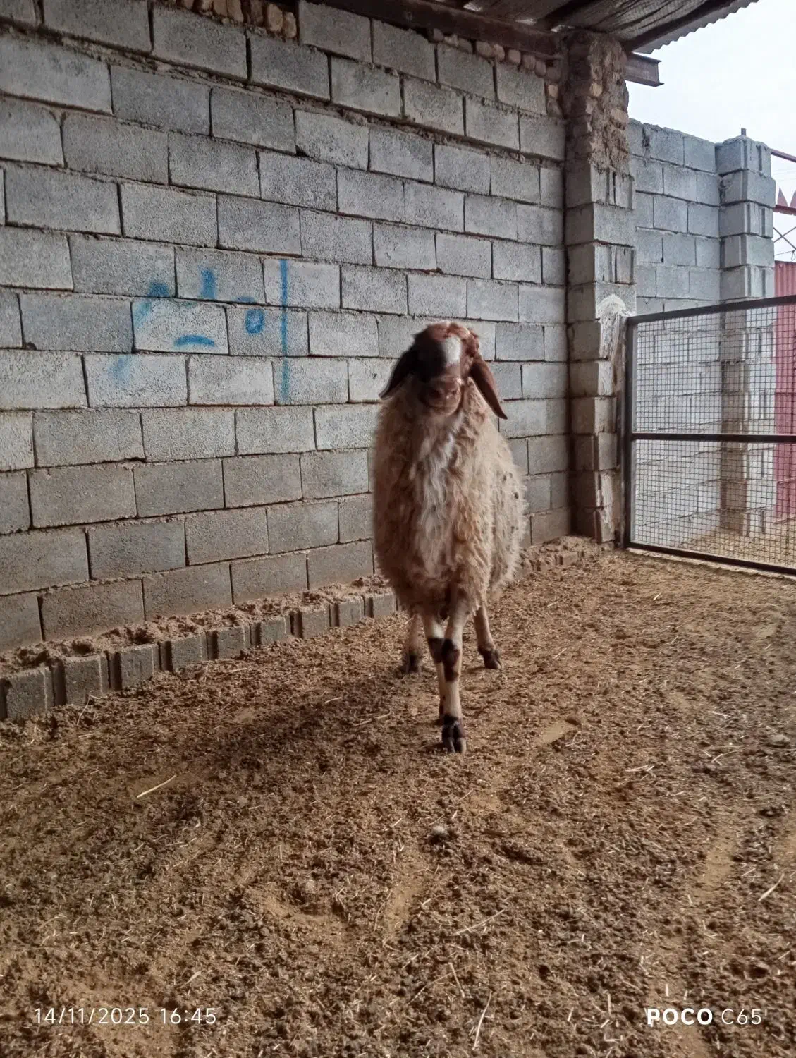 شیشک قوچ داشتی بشرط|حیوانات مزرعه|گیلان غرب, |دیوار