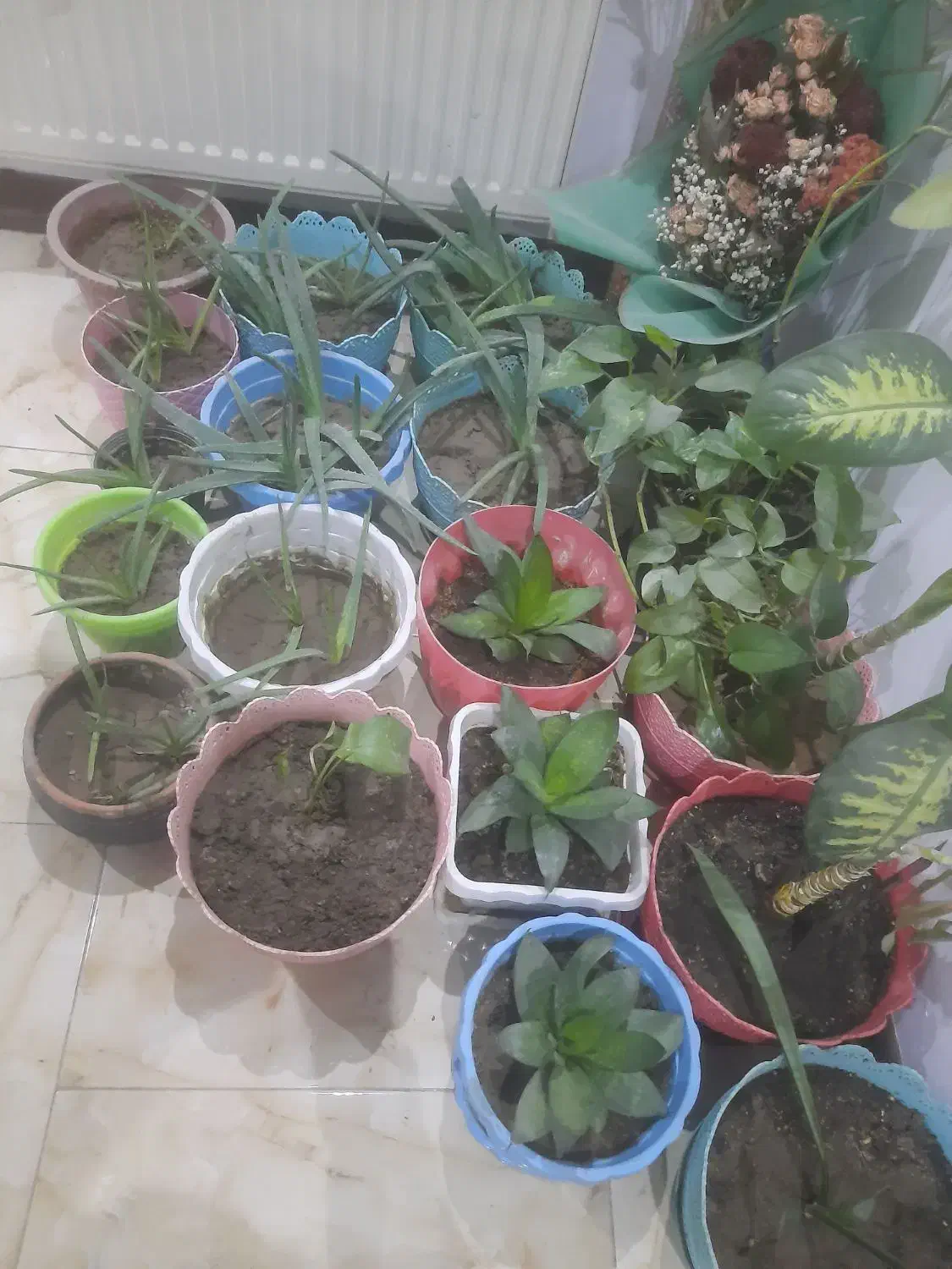 فروش گل و گلدان حراج ارزان|گل و گیاه طبیعی|اصفهان, باغ فدک|دیوار