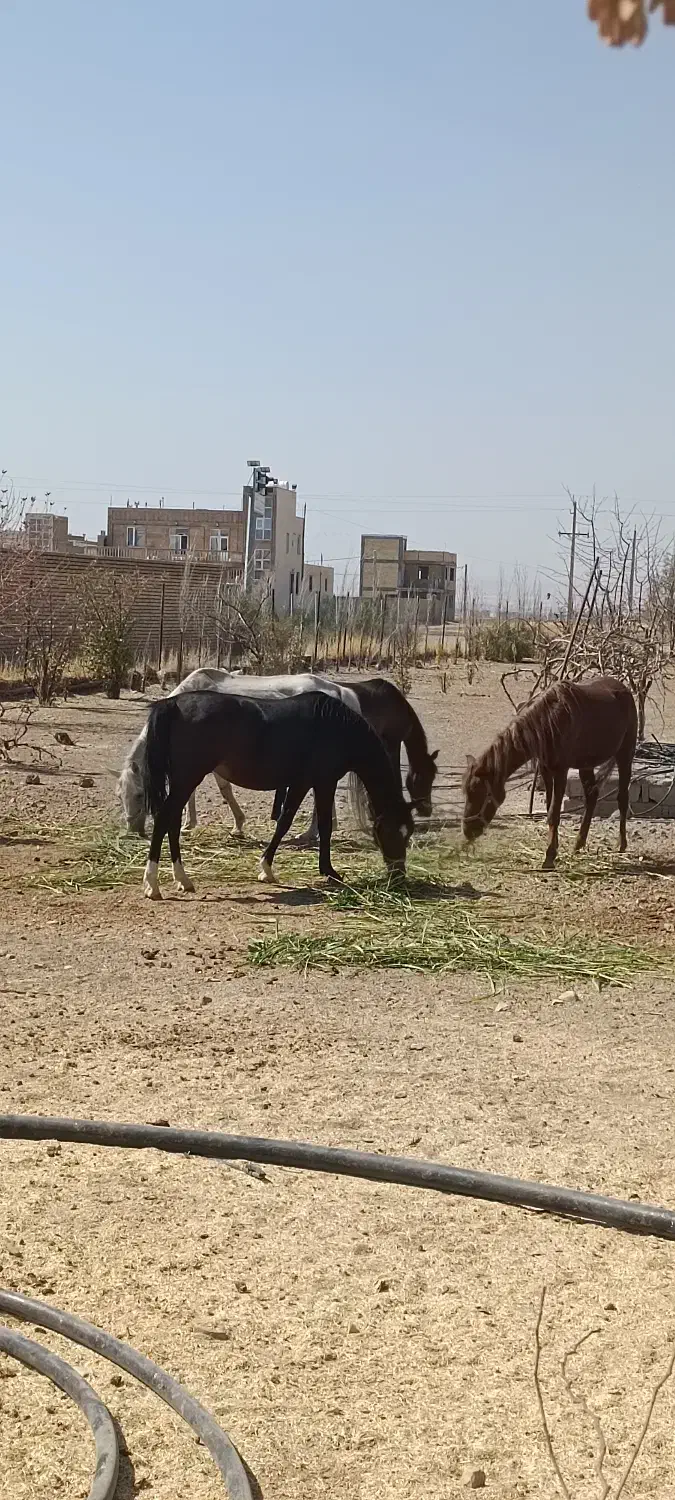 مادیان و کره اسب|اسب و تجهیزات اسب‌سواری|ماهیدشت, |دیوار