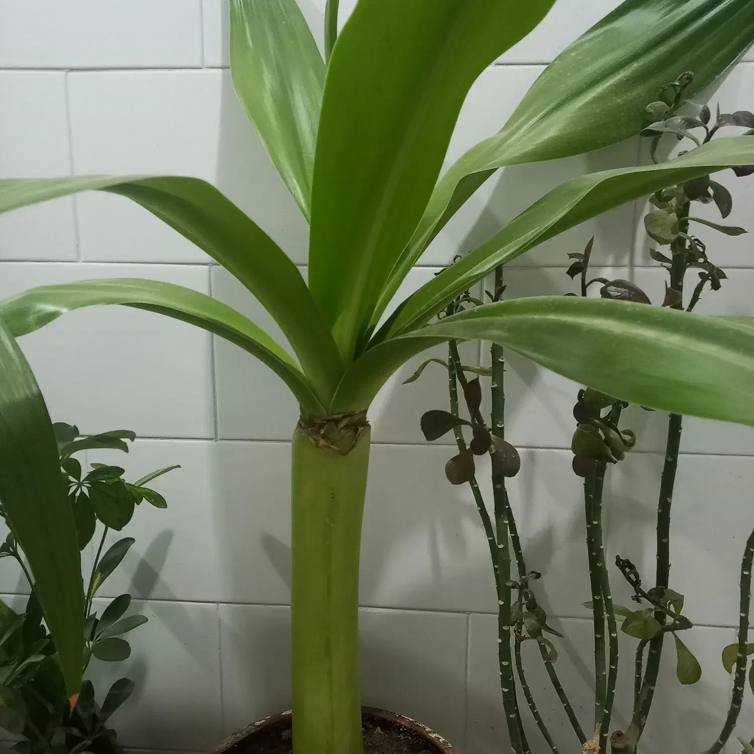 گل سوسن چندساله سرحال|گل و گیاه طبیعی|یزد, |دیوار