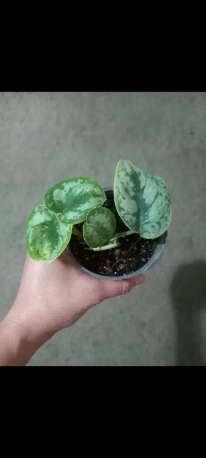 گل و گلدون + قلمه|گل و گیاه طبیعی|اهواز, بهارستان|دیوار