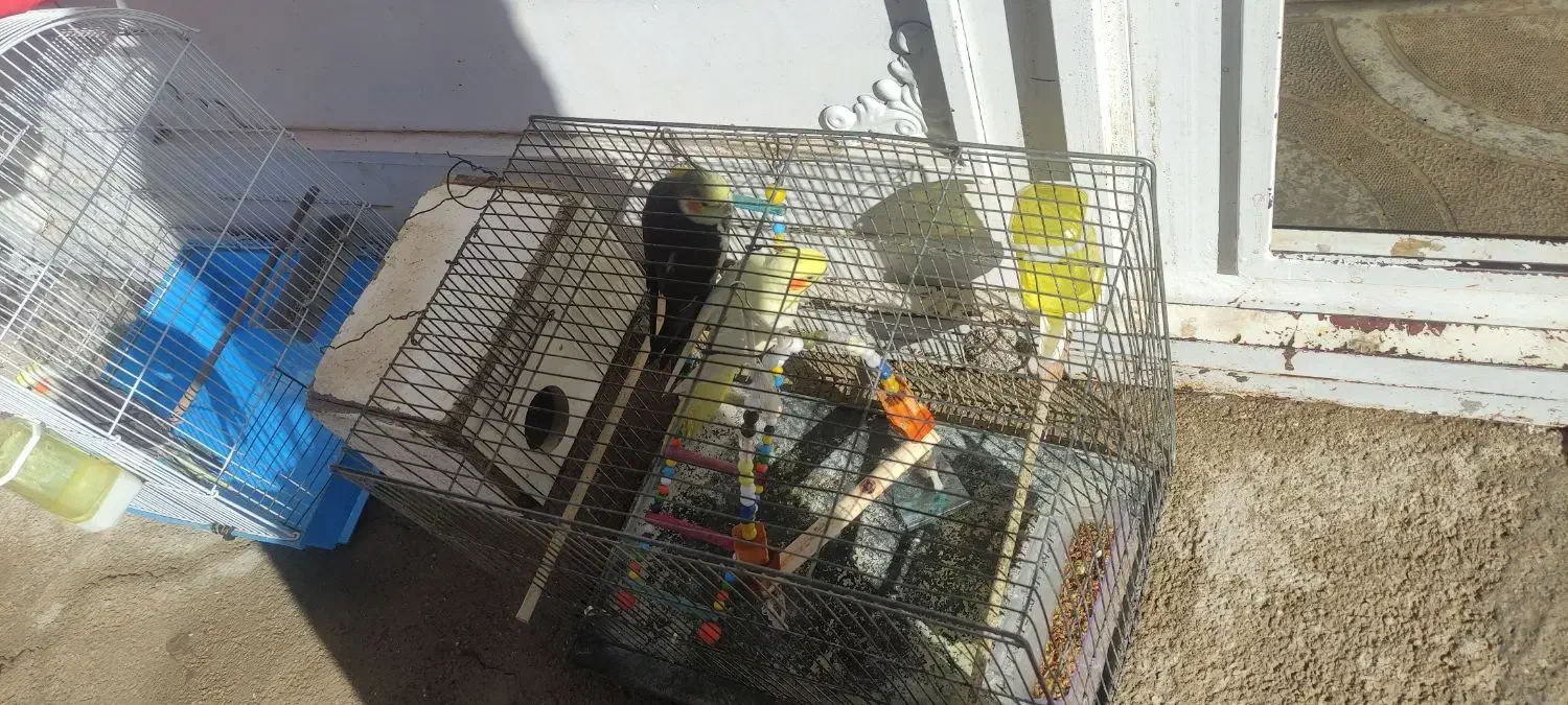 عروس هلندی|پرنده|نورآباد, |دیوار