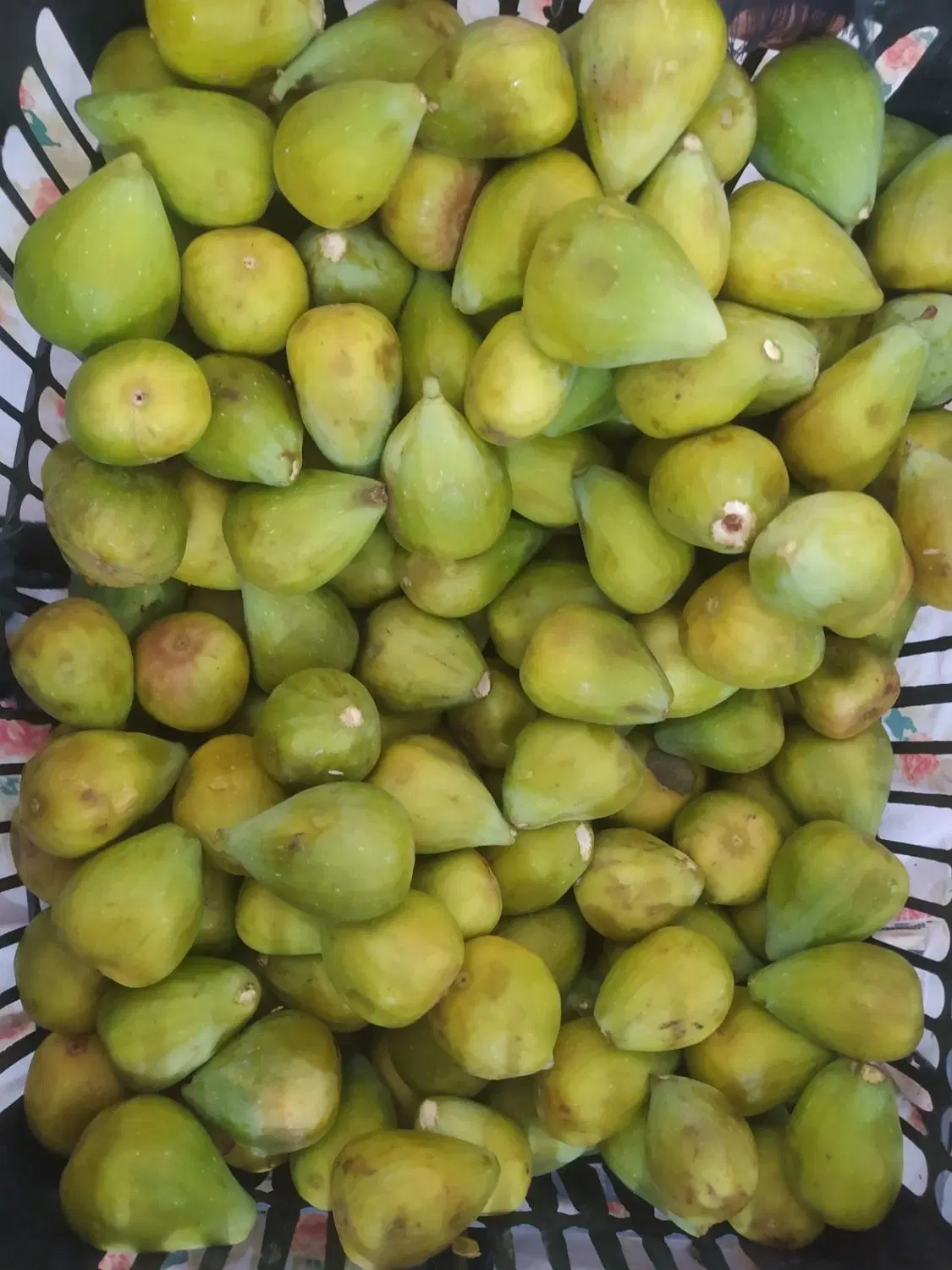 انجیر|خوردنی و آشامیدنی|زابل, |دیوار