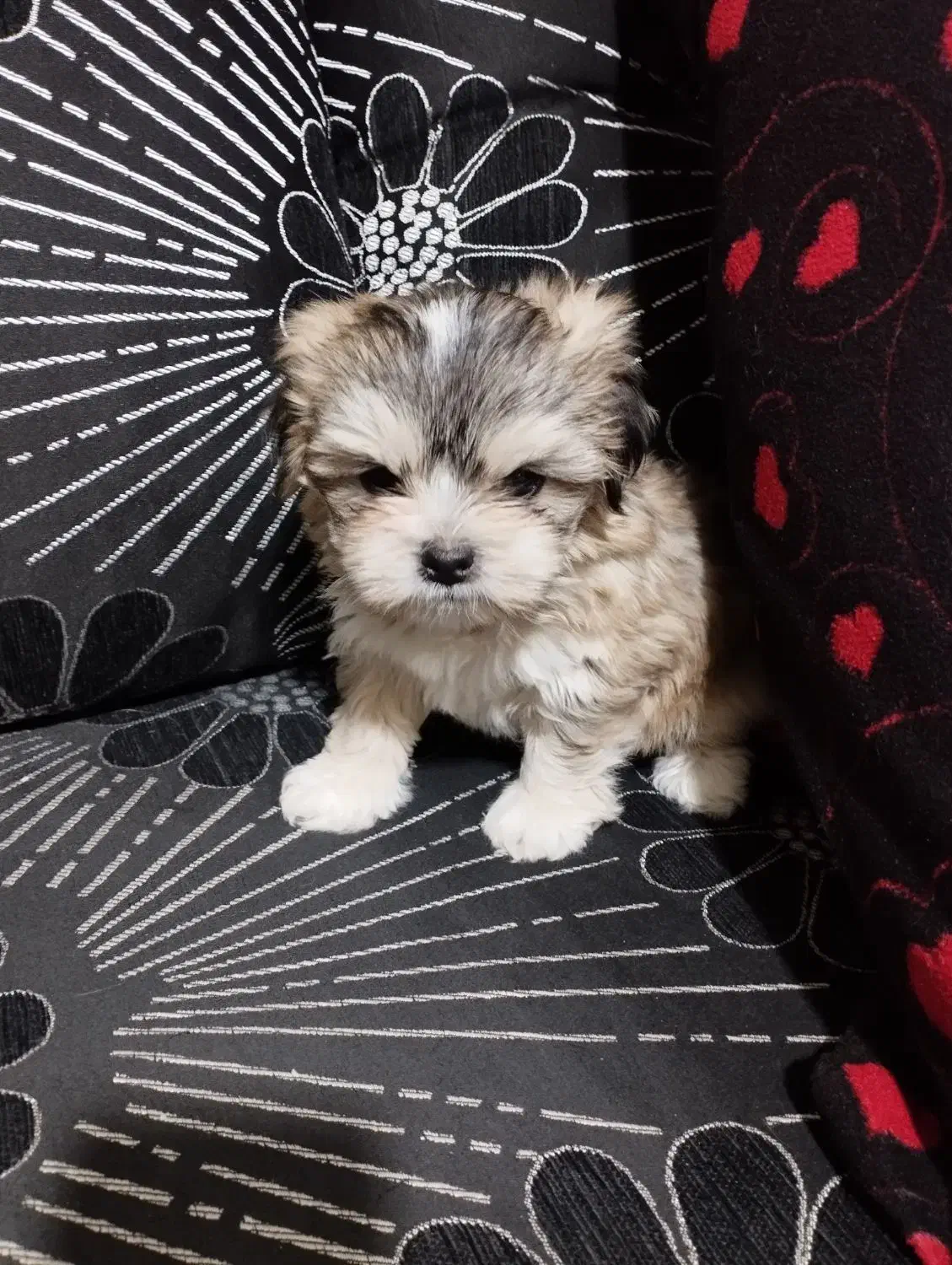 سگ آپارتمانی|سگ|بافت, |دیوار