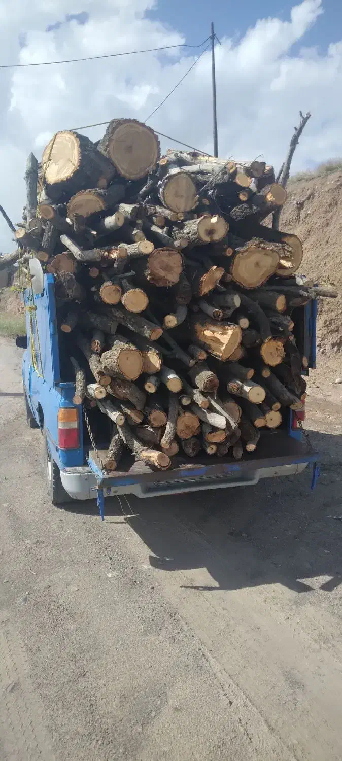 خرید چوب وقلمه بصورت نقدی|خدمات باغبانی و درختکاری|مشگین شهر, |دیوار