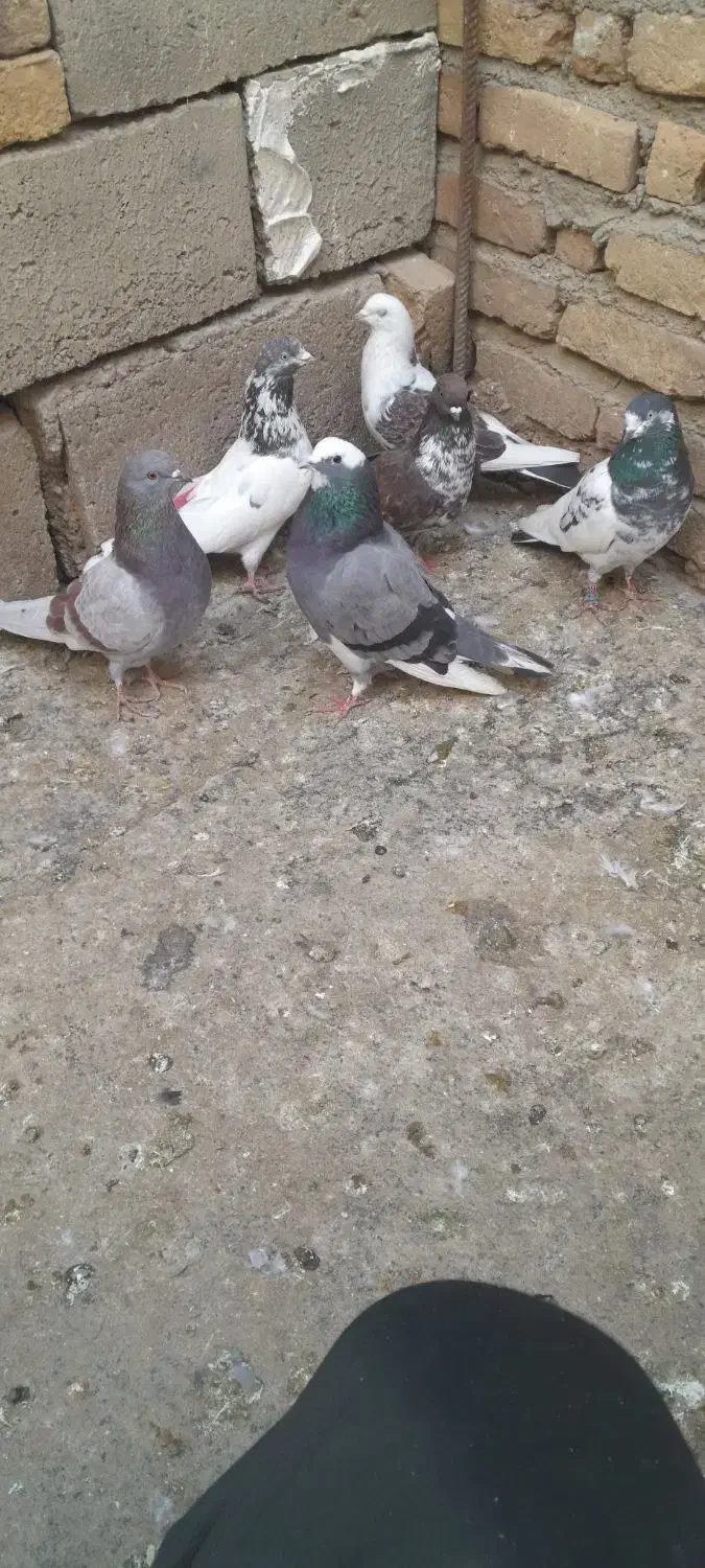 کفتر|پرنده|مشگین شهر, |دیوار