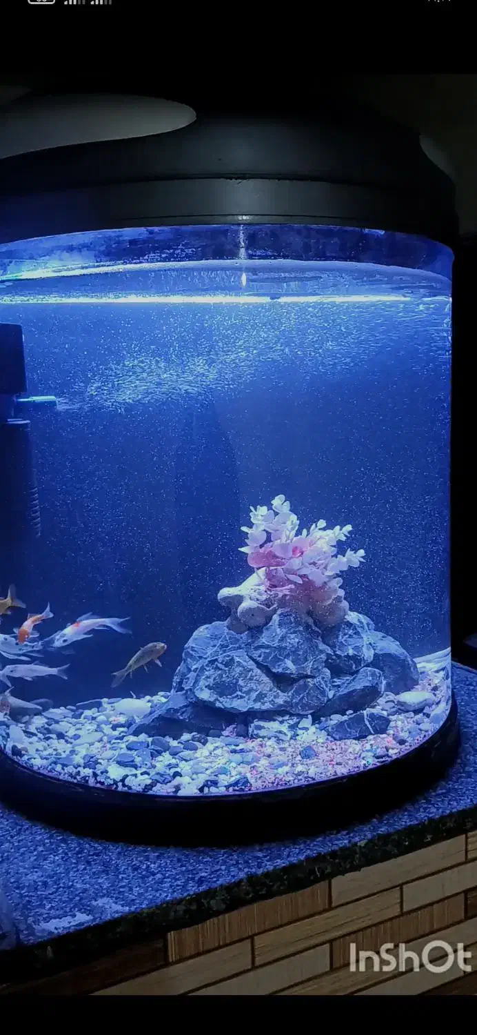آکواریوم شرکتی تجهیزات ماهی|ماهی|مرودشت, فیروزی|دیوار