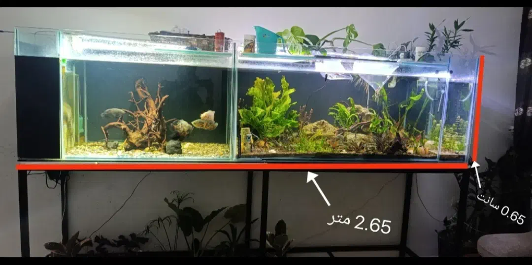 آکواریوم لوکس آماده استفاده شاسی آهنی ولوازم کامل|ماهی|ارومیه, |دیوار