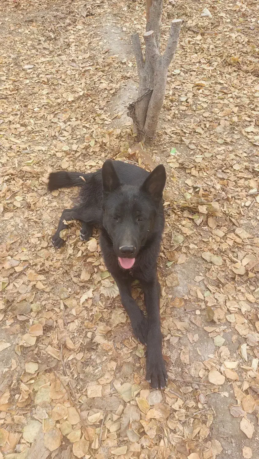 ژرمن شپرد بلک|سگ|اصفهان, زیار|دیوار