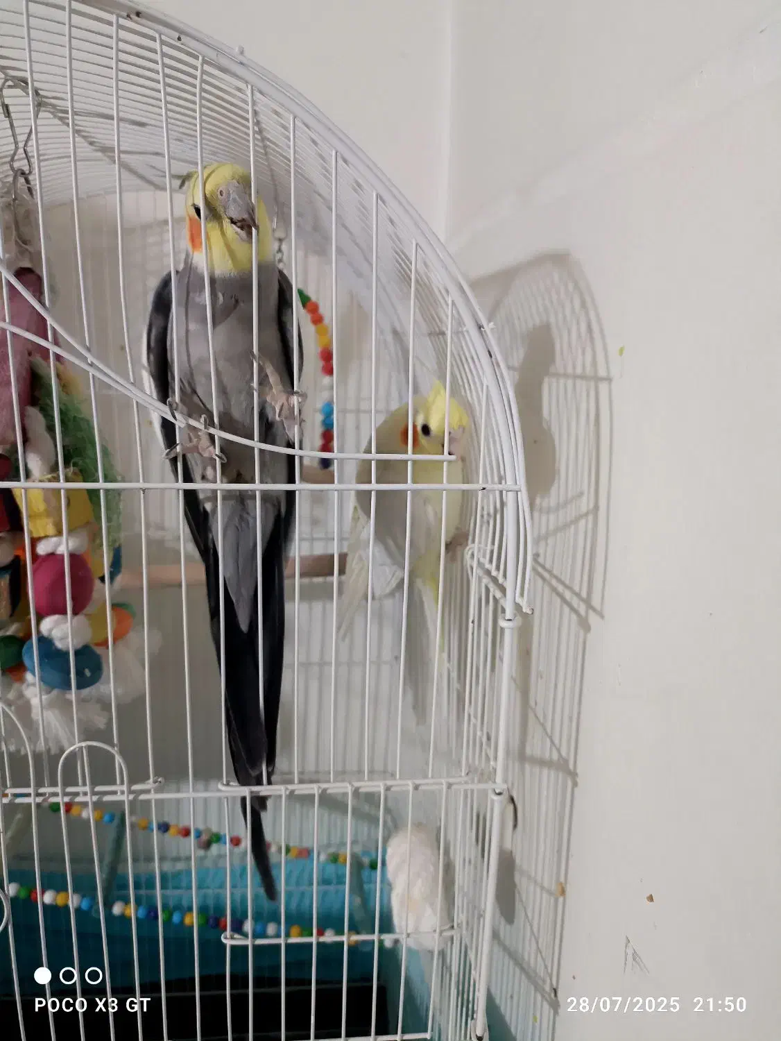 جفت عروس طوطی|پرنده|محمدیه-قزوین, |دیوار