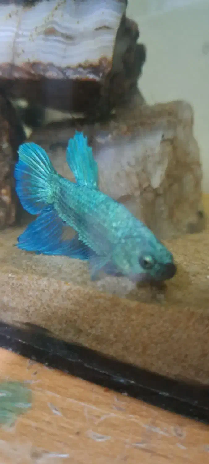 فایتر|ماهی|اصفهان, جلفا|دیوار