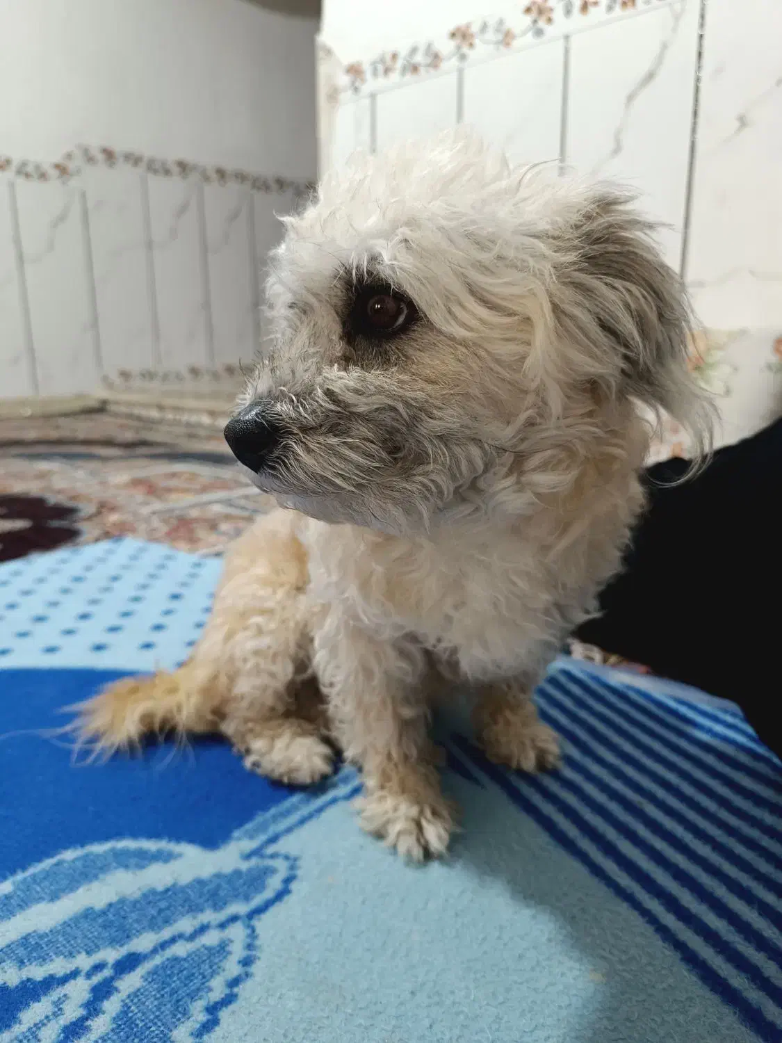 شیتزو|سگ|فیروزآباد (فارس), |دیوار